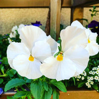 Ornamental weiß pansy flowering pflanze