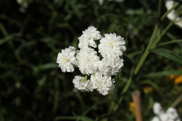 Non-gmo weiß pellitory samen