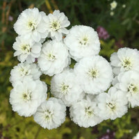 Ornamental pellitory pflanze with fine weiß blooms