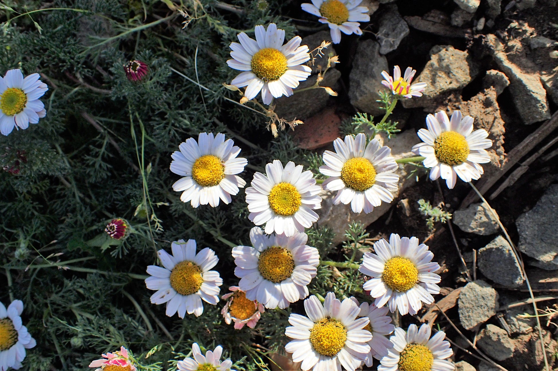 Pollinators visiting weiß pellitory blumen