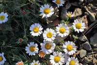 Pollinators visiting weiß pellitory blumen