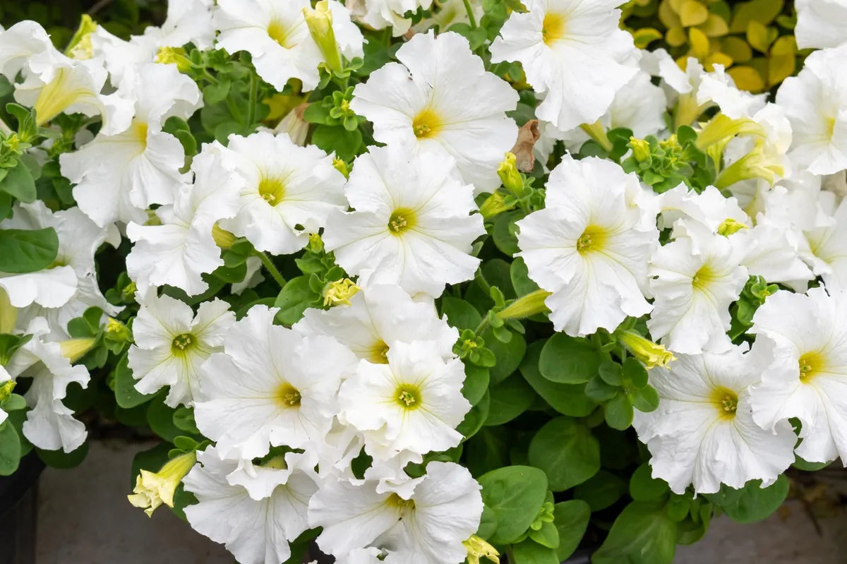 Non gmo weiß petunia blume samen