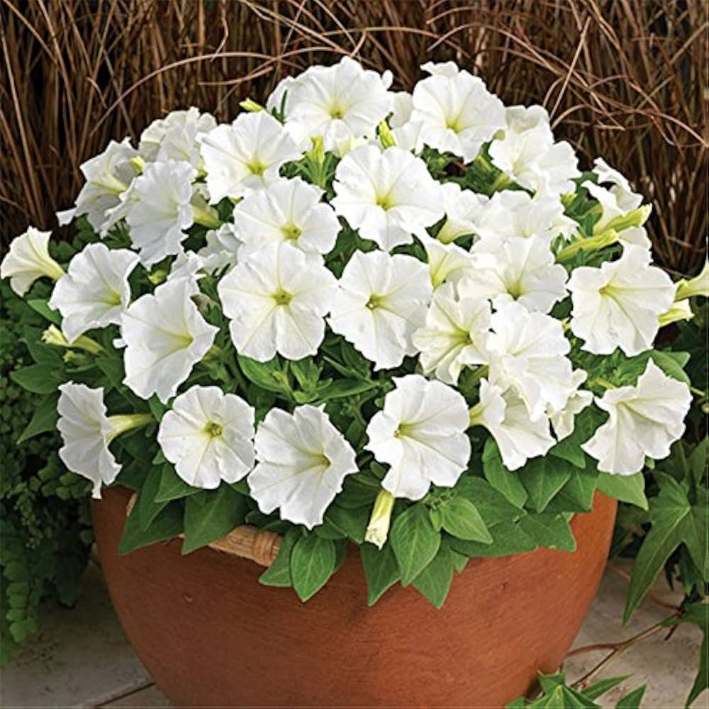 Ornamental weiß petunia samen for gardens