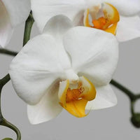 Weiß phalaenopsis orchid indoor potted pflanze