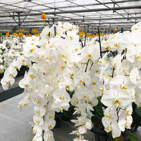 Non gmo weiß phalaenopsis orchid samen
