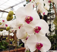 Ornamental weiß phalaenopsis orchid pflanze