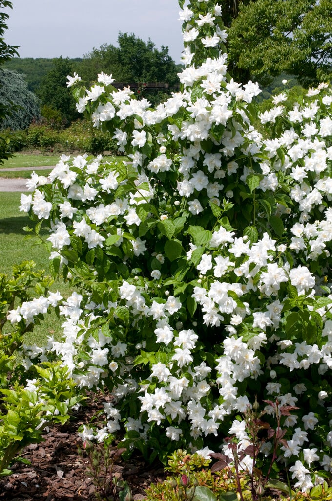 Non-gmo philadelphus samen