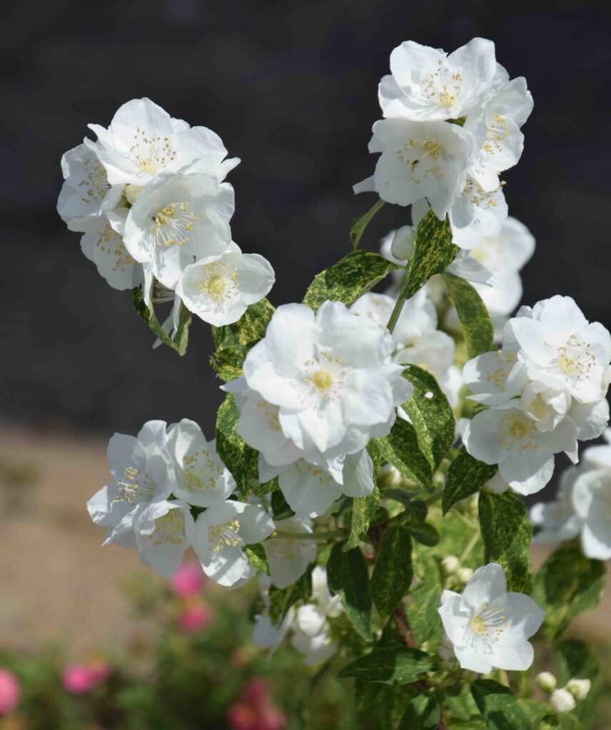 Ornamental philadelphus shrub with weiß blooms