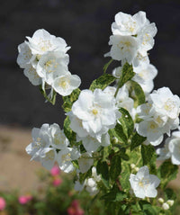 Ornamental philadelphus shrub with weiß blooms