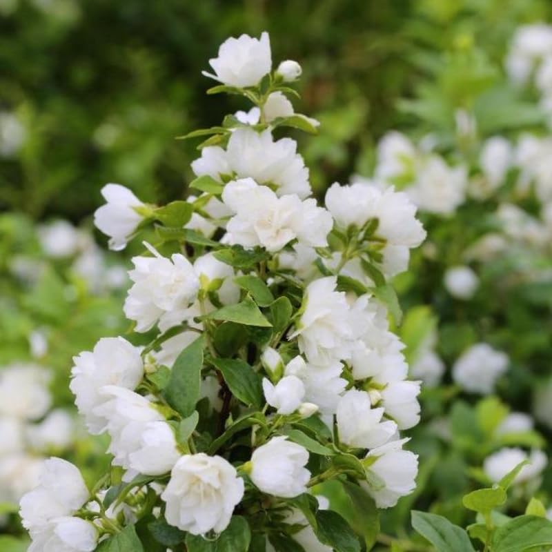 Weiß philadelphus blume samen for anpflanzung