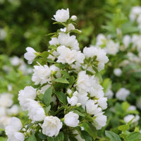 Weiß philadelphus blume samen for anpflanzung