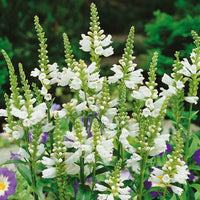 Weiß physostegia brightening a classic garten border