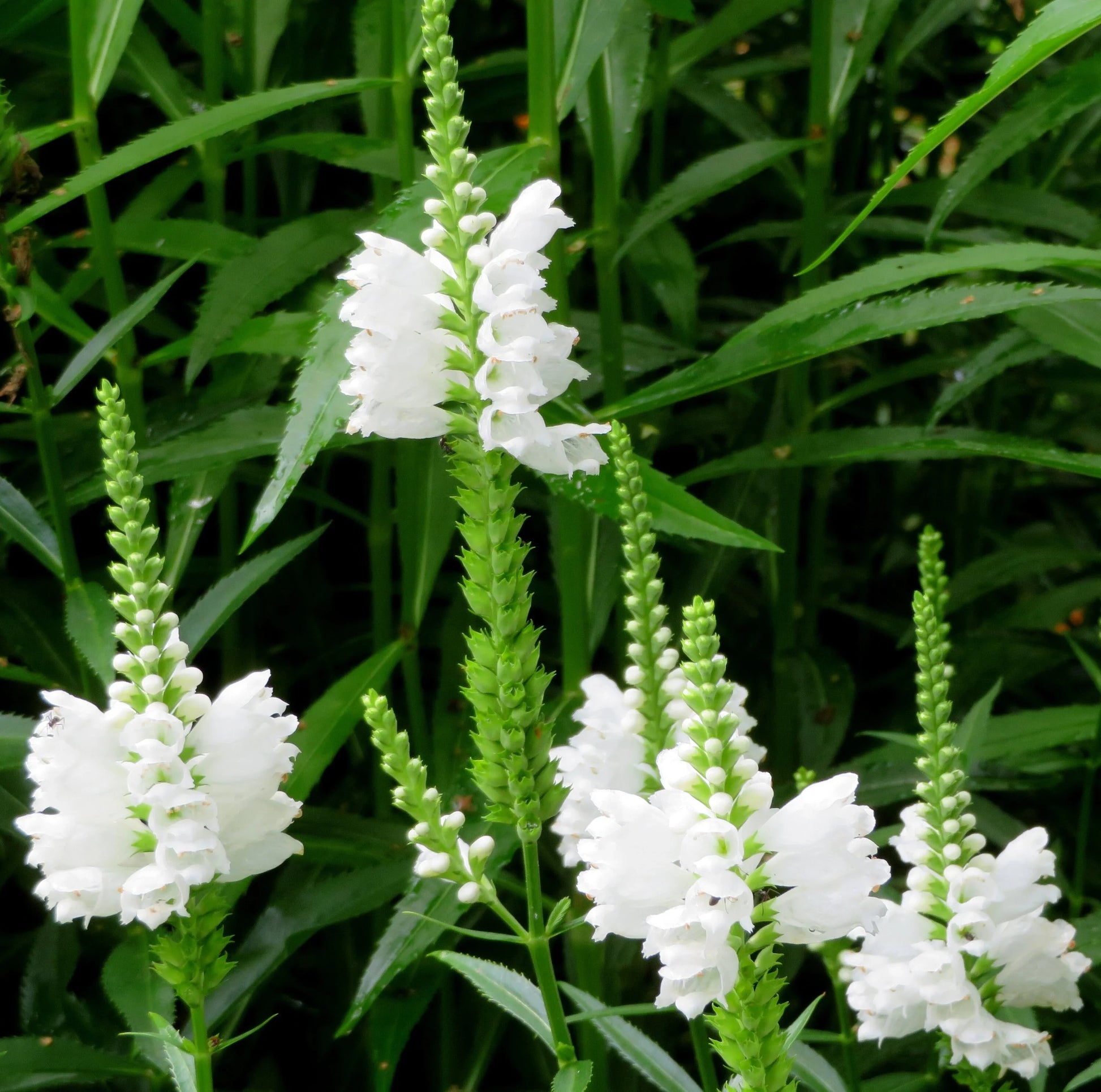 High germination physostegia samen