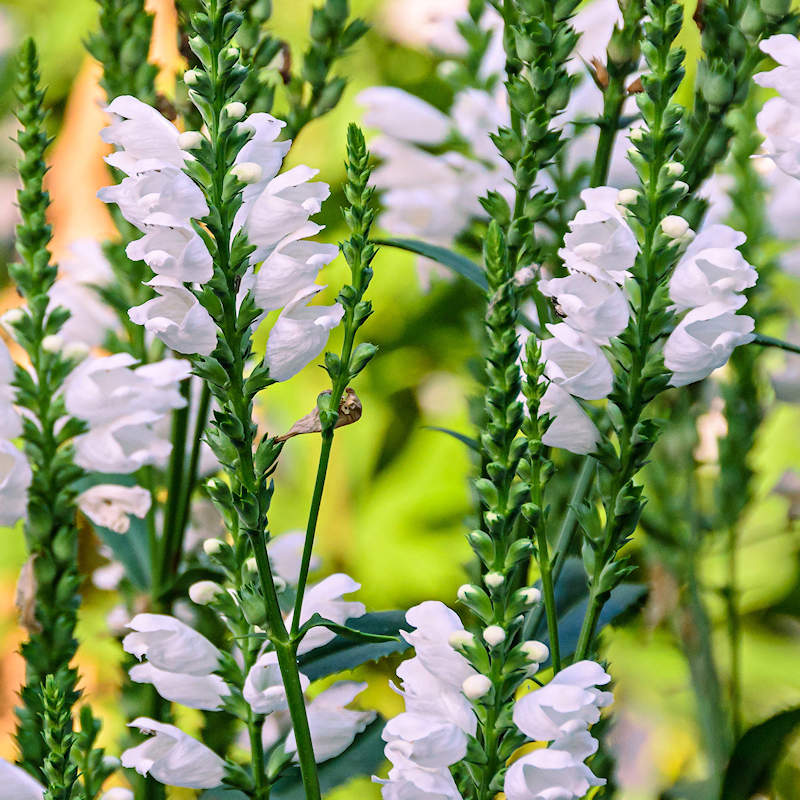 Ornamental physostegia pflanze with weiß blooms