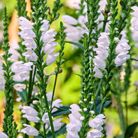 Ornamental physostegia pflanze with weiß blooms