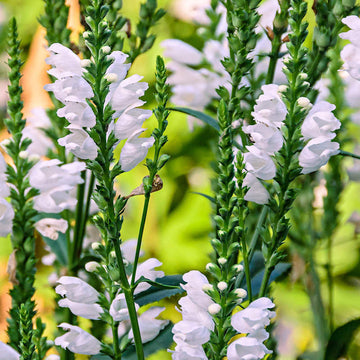 Ornamental physostegia pflanze with weiß blooms
