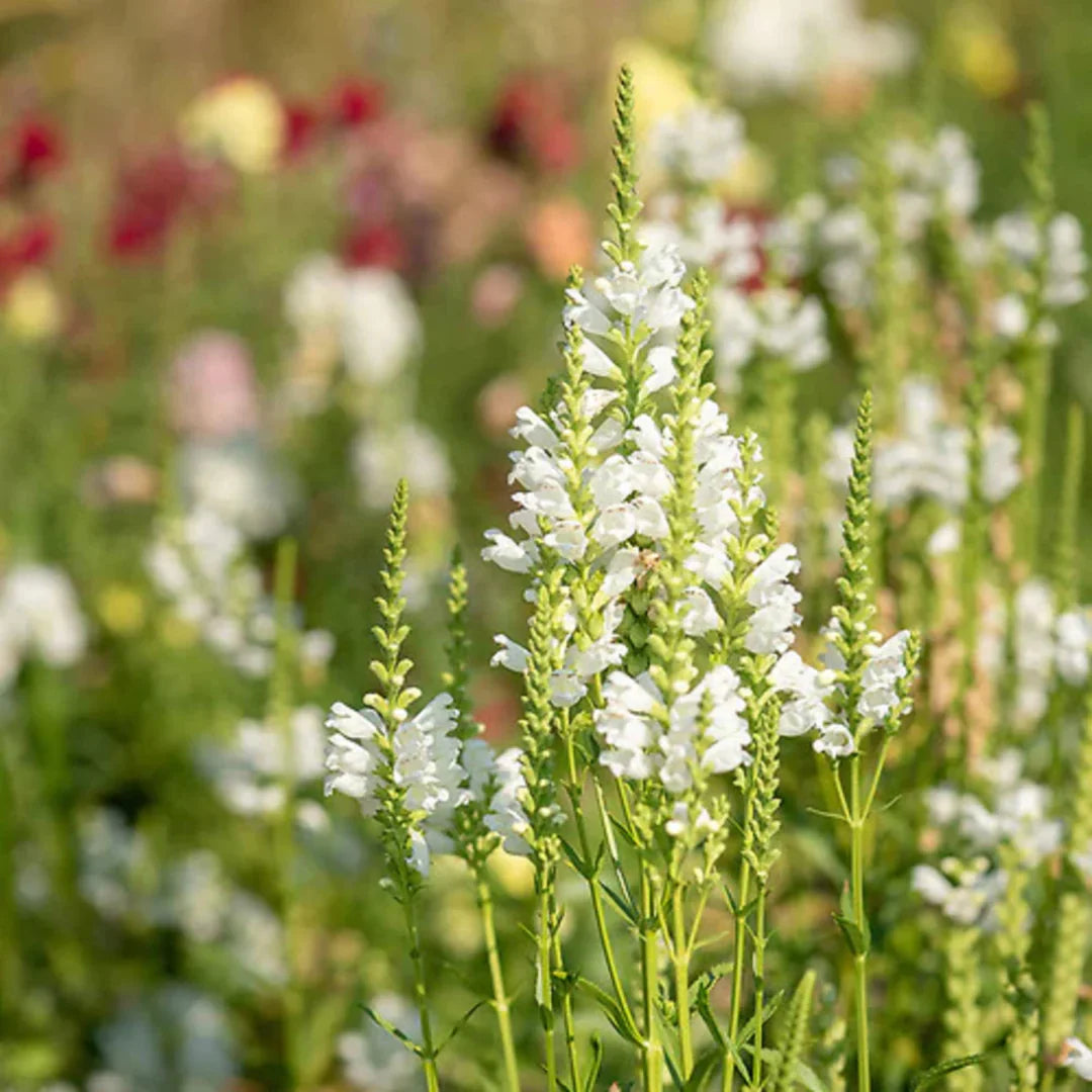 Pollinators visiting weiß physostegia blumen