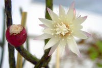 Elegant weiß pilocarpa blumen in bloom