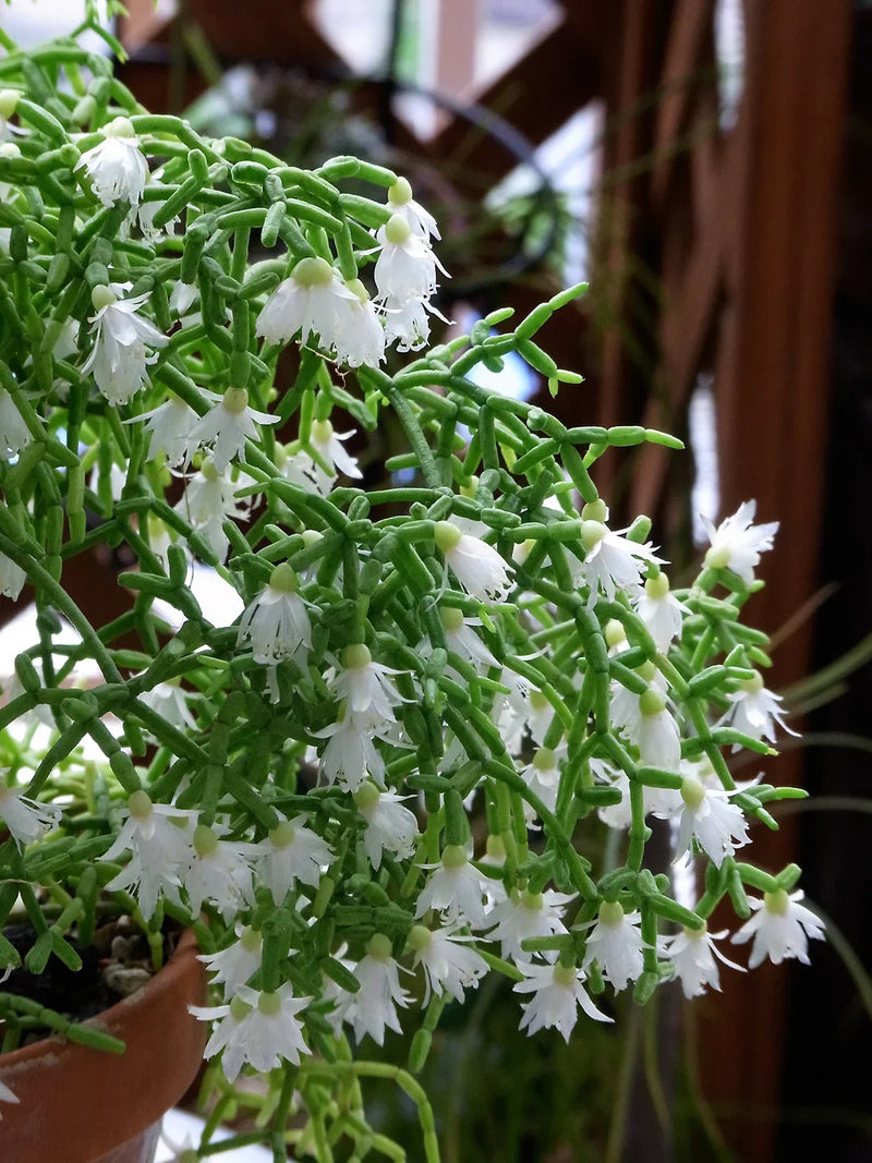 Weiß pilocarpa blume samen for anpflanzung