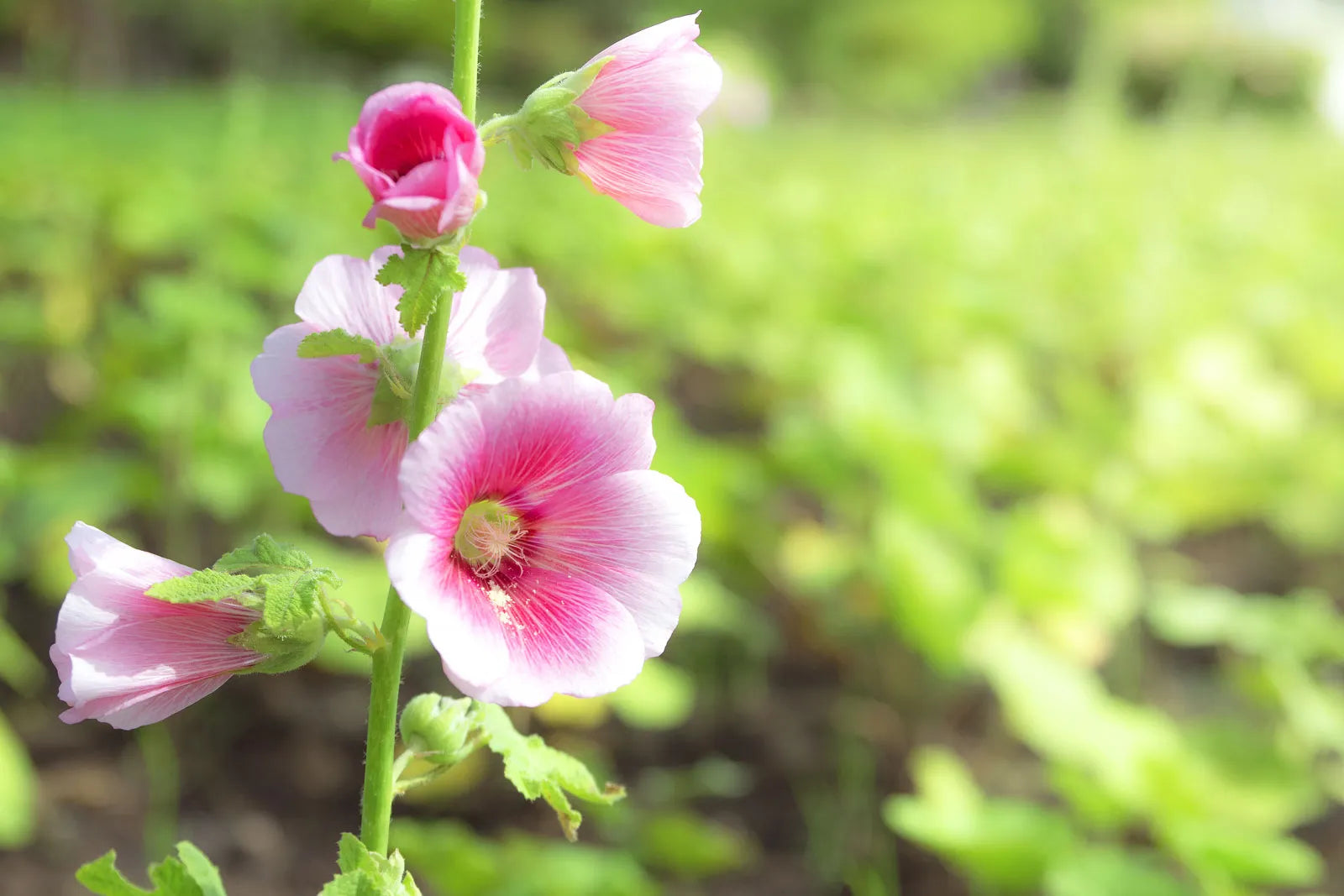 Non gmo weiß rosa hollyhock blume samen