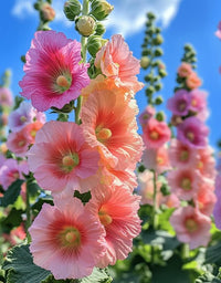 Ornamental weiß rosa hollyhock for gardens