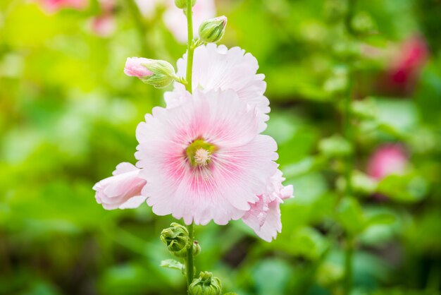 Tall weiß rosa hollyhock blume spikes