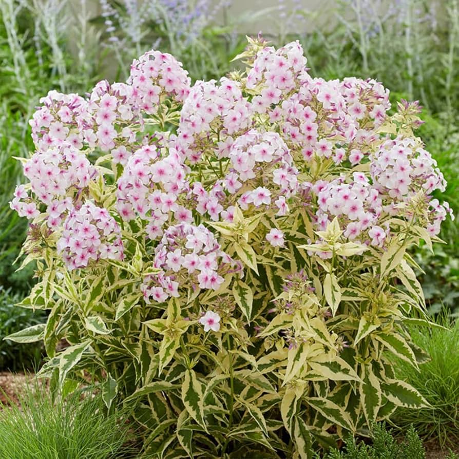 Weiß rosa nora leigh blume anpflanzung samen