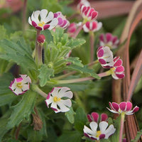 Ornamental weiß rosa zaluzianskya flowering pflanze