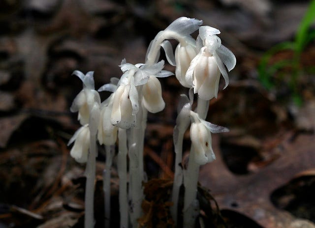 Weiß pipe blume samen for anpflanzung