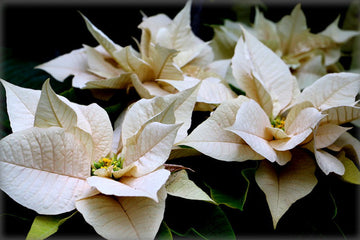 Euphorbia Pulcherrima Blumensamen zur Aussaat Anzucht Traditionssorte & ohne Gentechnik Samen Hausgarten