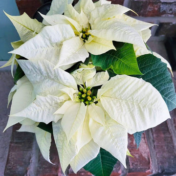 Weiß Weihnachtsstern Blumensamen zur Aussaat – robust Sorte – Traditionssorte & ohne Gentechnik Samen Hausgarten