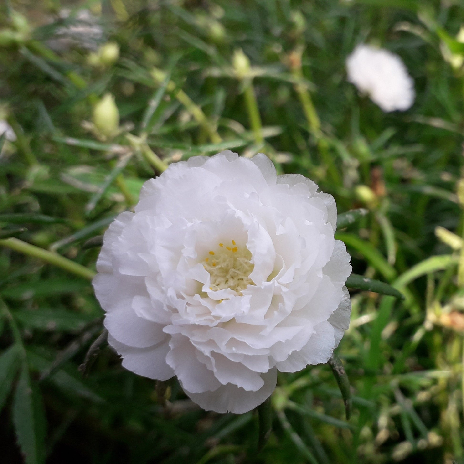 Non gmo weiß portulaca grandiflora samen