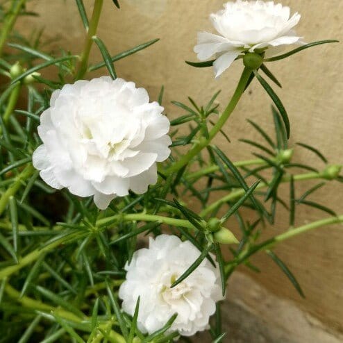 Ornamental weiß portulaca samen for gardens