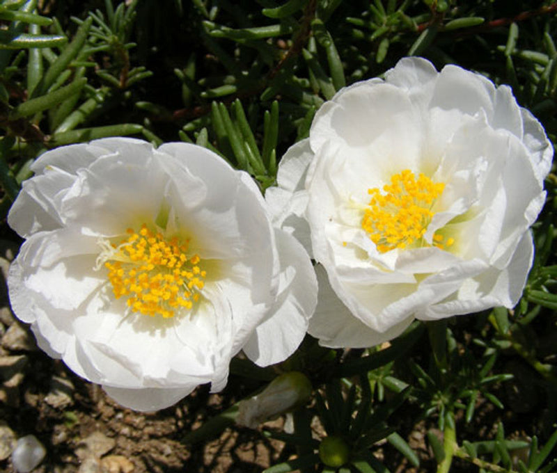 Weiß portulaca grandiflora samen for anpflanzung