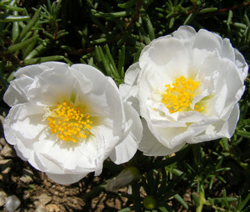 Weiß portulaca grandiflora samen for anpflanzung