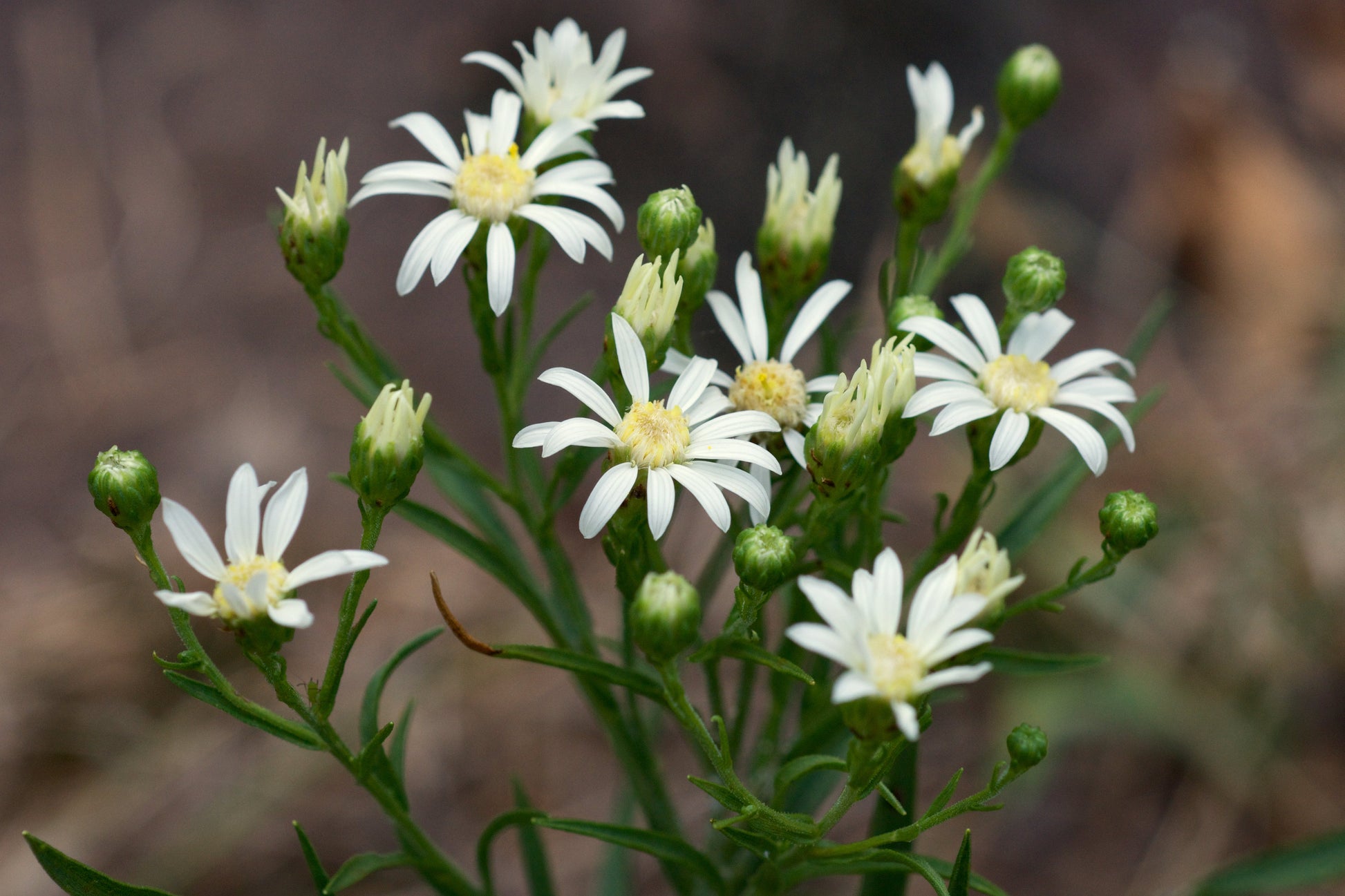 Weiß ptarmic blumen blooming in garten