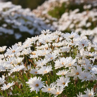 Non gmo weiß ptarmic blume samen