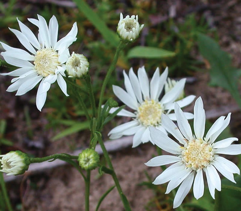 Weiß ptarmic blume samen for anpflanzung