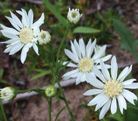 Weiß ptarmic blume samen for anpflanzung