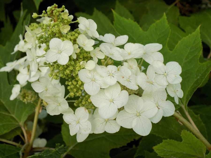 Non gmo weiß quercifolia samen