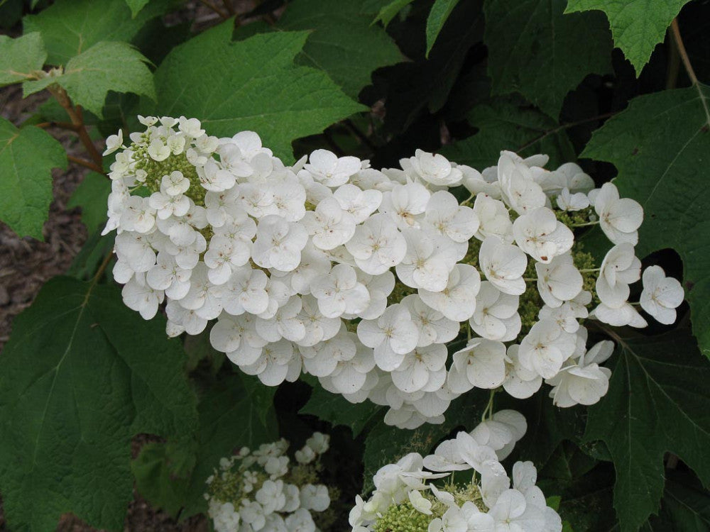 Ornamental weiß quercifolia flowering pflanze