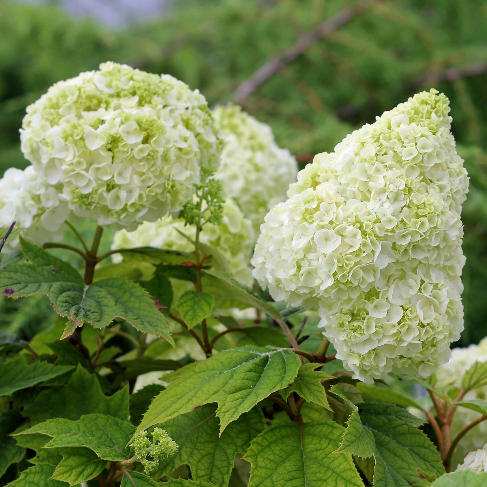 Weiß quercifolia in shaded garten