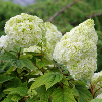 Weiß quercifolia in shaded garten