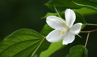 Elegant weiß racemosa blume blooms