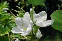 Non gmo weiß racemosa blume samen