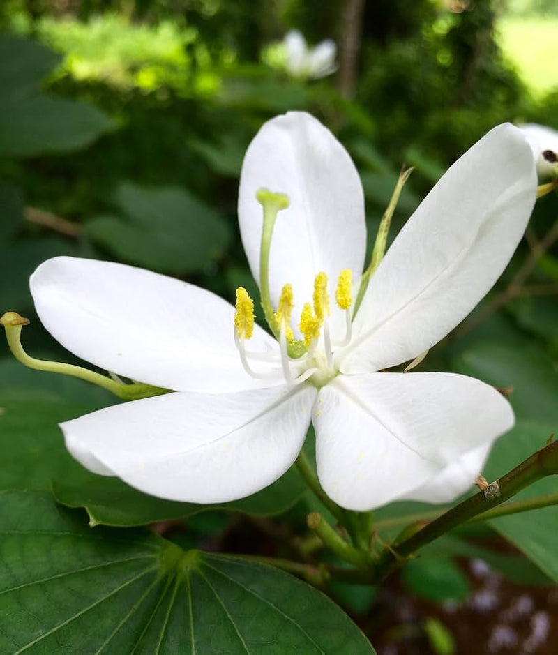 Weiß racemosa blume samen for anpflanzung