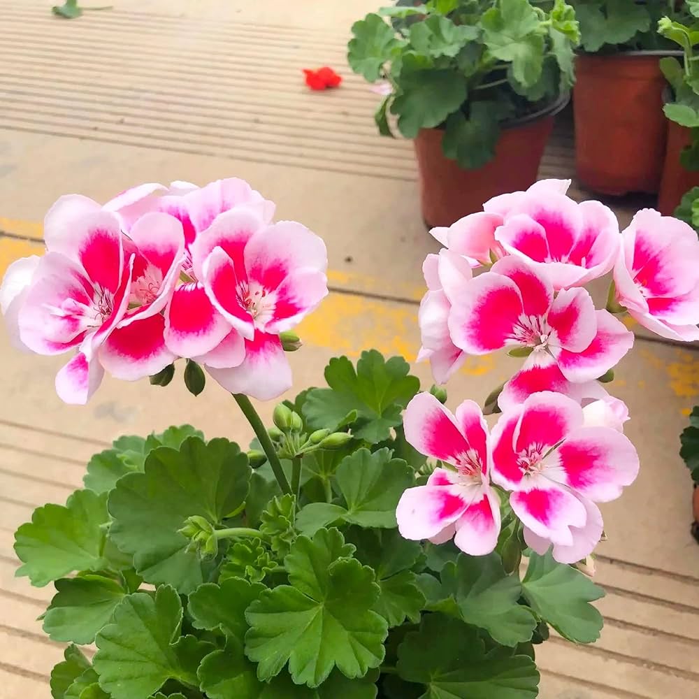 Non gmo weiß and rot geranium samen