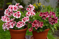Ornamental weiß and rot geranium flowering pflanze