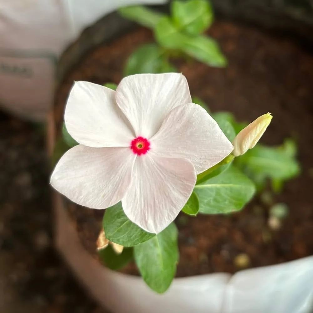 Weiß Catharanthus Blumensamen zur Aussaat – Wildblume Mischung – Traditionssorte & ohne Gentechnik Samen Hausgarten