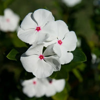 Immergrün Weiß Polka Dot Blumensamen zur Aussaat einzigartig Einjährige für Ihren Garten